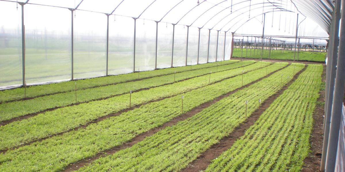Come esaltare le produzioni di IV Gamma